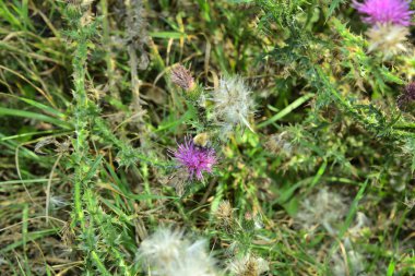 Sonbahar devedikeni çiçeğinde yaban arısı