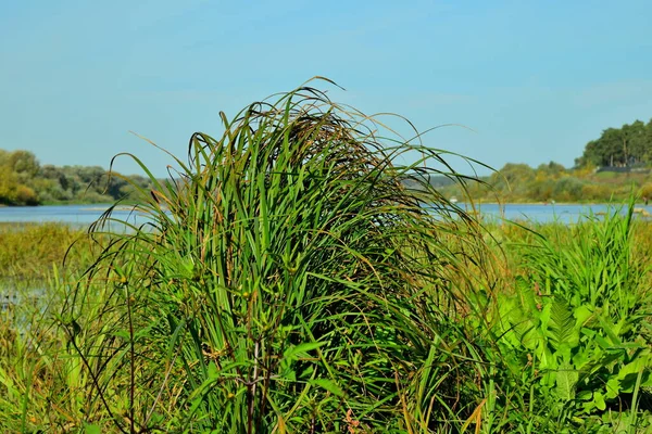 Sedge on the river bank close-up