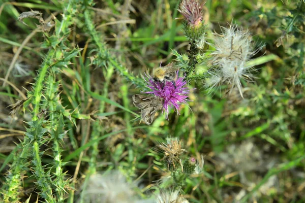 Bumblebee Autumn Thistle Flower — Stock Photo, Image