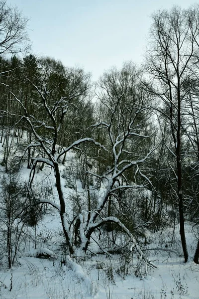 Schneebedeckte Bäume Winterwald — Stockfoto