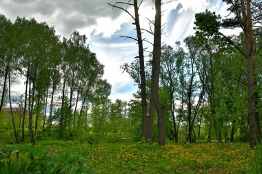 Güneş ışınları ağaçların arasından geçiyor.
