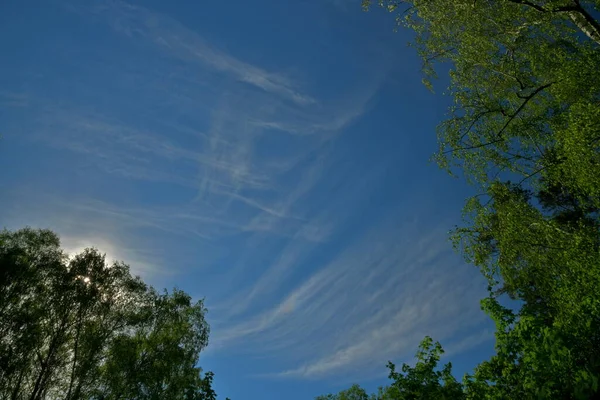 Leichte Wolken Über Dem Wald Heißen Sommer — Stockfoto