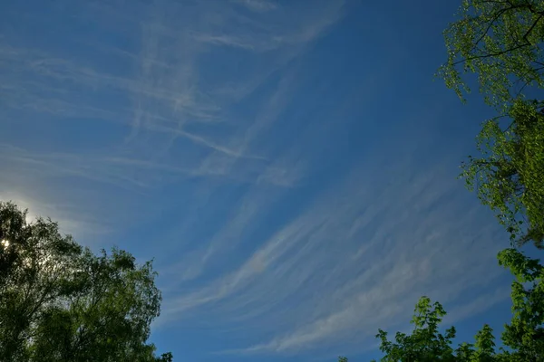 Light Clouds Forest Hot Summer — Stock Photo, Image