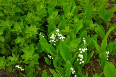Evin yakınındaki vadide yetişen narin zambaklar.