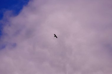 Gökyüzünde bir yırtıcı kuş