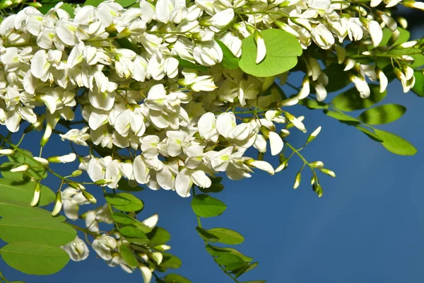 Una Ramita Acacia Blanca Flor Sobre Fondo Azul —  Fotos de Stock