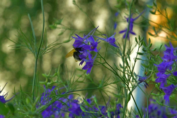 大黄蜂在落叶松药厂的花朵中 — 图库照片