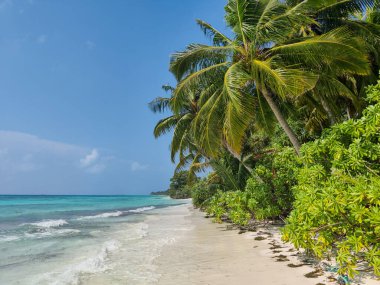 Maldivler tropikal adalar, cennet plajı ve palmiye ağacı bitkisi ile panoramik manzara, Hint okyanusunun temiz suyu, turistik tatil beldesi