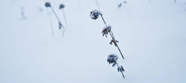 Grama sob neve — Fotografia de Stock