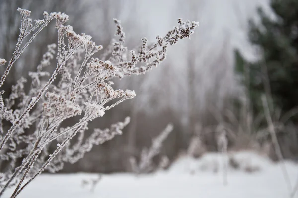 Grass in the snow at winter — Stock Photo, Image