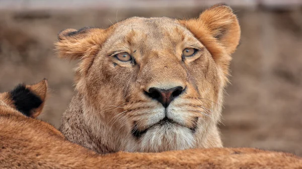 Genç aslan