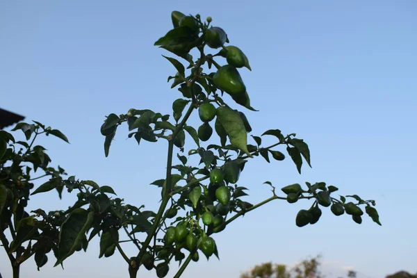 Green chilli planted on balcony