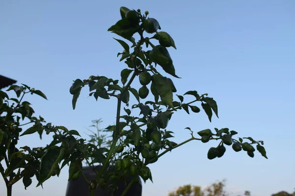 Green Chilli Planted Balcony — Stock Photo, Image