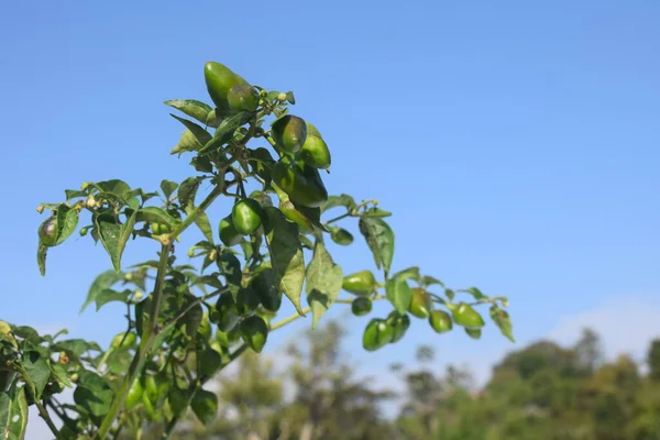 Green chilli planted on balcony