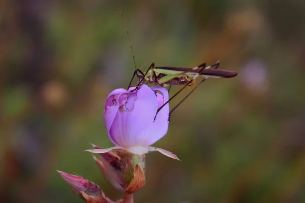 花の上に座っている虫の写真がとてもよく撮影されています — ストック写真