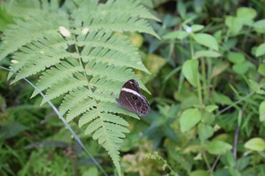 Gri kelebeğin oynadığını görmeye değer