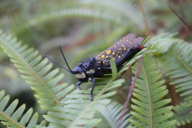 Çekirge çimlerin üzerinde oynuyor.
