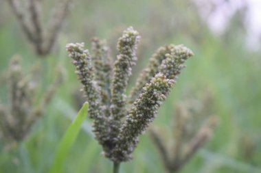 Parmak darı (Raagi) fotoğrafı bulanık arkaplan