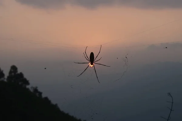 Μεμονωμένη Μορφή Αράχνης Φόντο Ηλιοβασίλεμα — Φωτογραφία Αρχείου