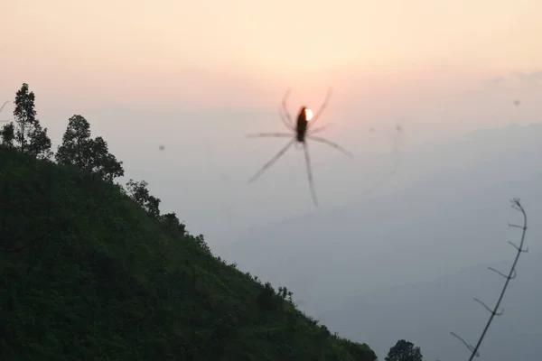 蜘蛛Nephila Pilipes在丛林山脉的背景下展示 — 图库照片