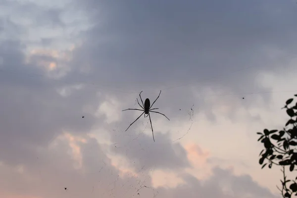 秋の日没に対するウェブ上のクモ — ストック写真