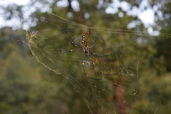 Uma Aranha Grande Numa Teia Vietname Dalat Belo Pequeno Bokeh — Fotografia de Stock