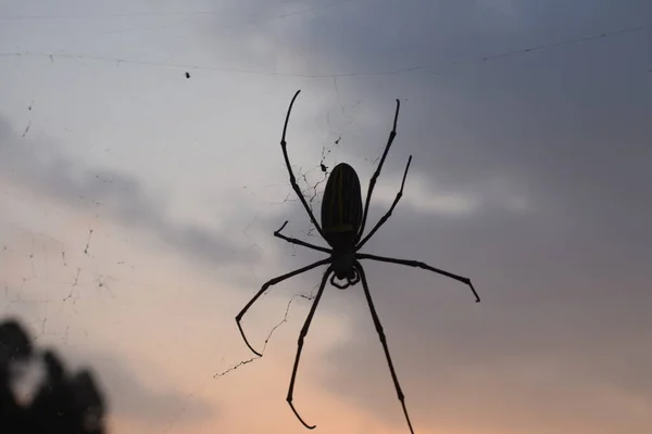 秋の日没に対するウェブ上のクモ — ストック写真