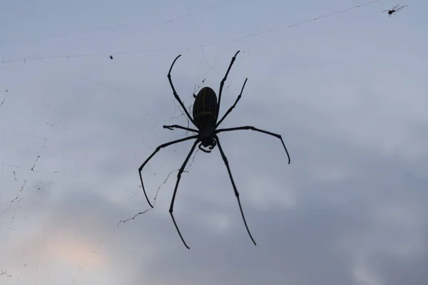 Foto Puesta Sol Con Esposas Araña Araña —  Fotos de Stock