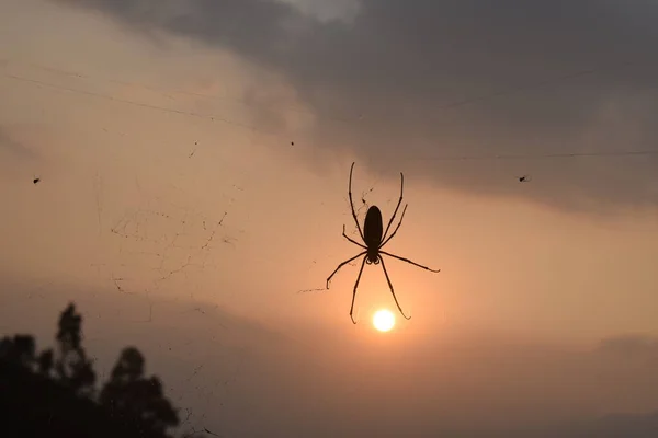 Μεμονωμένη Μορφή Αράχνης Φόντο Ηλιοβασίλεμα — Φωτογραφία Αρχείου