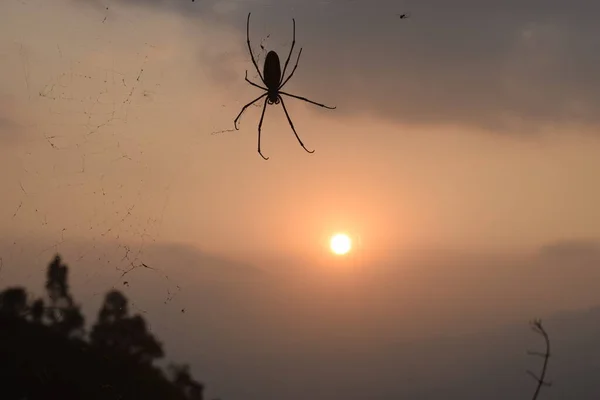 Sílhueta Aranha Isolada Com Fundo Pôr Sol — Fotografia de Stock