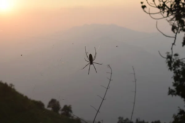 蜘蛛网上的蜘蛛网与秋日的夕阳相对照 独立的蜘蛛轮廓与夕阳的背景 — 图库照片
