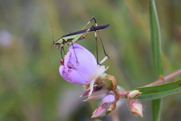 Gafanhoto Senta Uma Flor Roxa — Fotografia de Stock