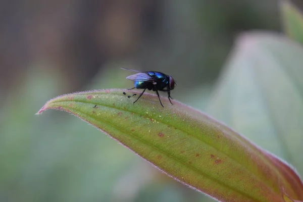 Feche Foto Uma Mosca Doméstica Sentada Uma Folha Muito Venenoso — Fotografia de Stock