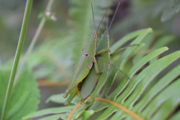 Sauterelle Joue Sur Herbe — Photo