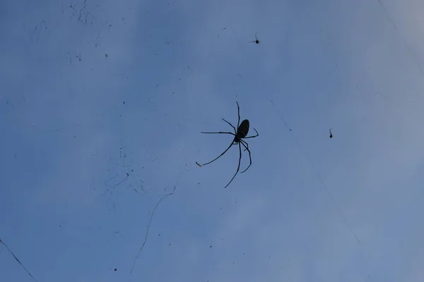 Ragnatele Con Ragni Sono Appesi Nel Cielo — Foto Stock