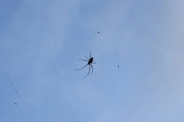 Teias Aranha Com Aranhas Estão Penduradas Céu — Fotografia de Stock