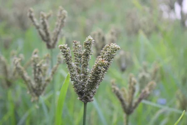 finger millet ( Raagi ) photo with blur background