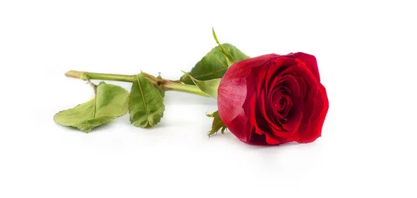 Rose — Stock Photo, Image