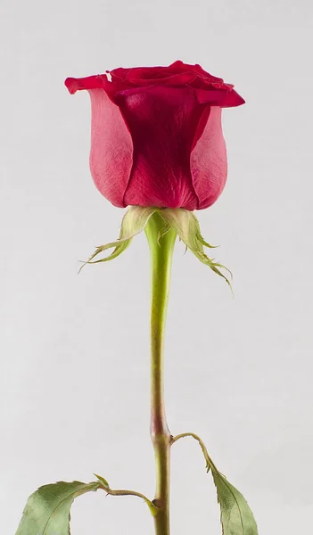 Rose — Stock Photo, Image