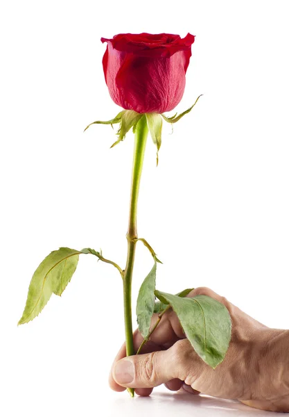 Rose — Stock Photo, Image