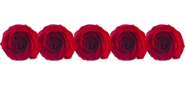 Kırmızı Gül: doku