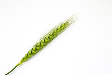 Beyaz bir arka plan üzerinde izole genç buğday kulaklar