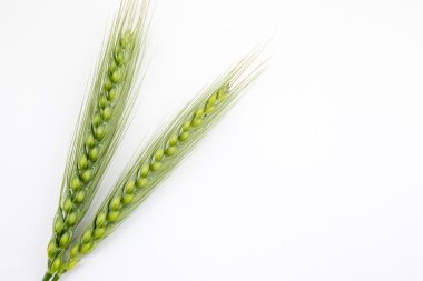 Beyaz bir arka plan üzerinde izole genç buğday kulaklar
