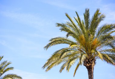 Mavi gökyüzü palmiye ağacı. Arka plan metin için yer ile