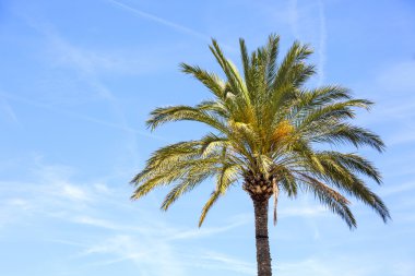 Mavi gökyüzü palmiye ağacı. Arka plan metin için yer ile