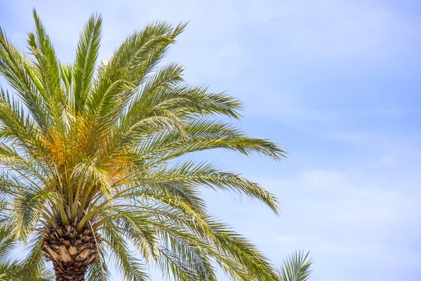 Palme vor blauem Himmel. Hintergrund mit Platz für Text — Stockfoto