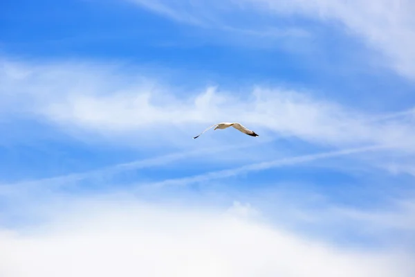 White seagull flying in the blue sky. Freedom concept. Place for