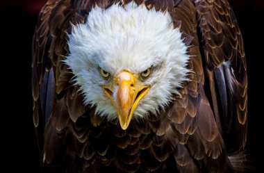 Kızgın bir Kuzey Amerika kel kartal