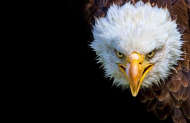 Siyah arka plan üzerine kızgın Kuzey Amerika kel kartal