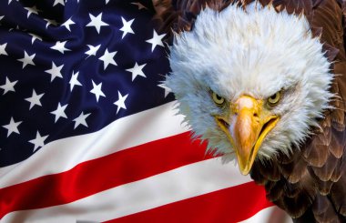 Kızgın Kuzey Amerika kel kartal Amerikan bayrağı